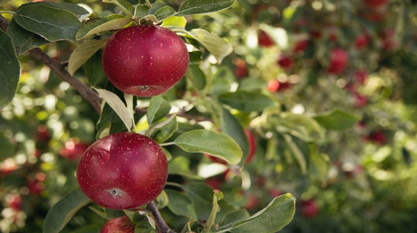 plant fruit trees in schools